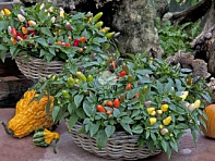 Перец летний (Cubana)