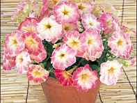 Петуния крупноцветковая гофрированная (Dolce F1)