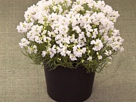 Льнянка марокканская (Fantasista)