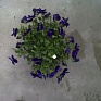 Виола Виттрока ампельная (Viola wittrockiana)
