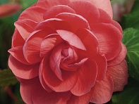 Бегония клубневая махровая ампельная (Illumination F1)