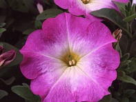 Петуния многоцветковая (Lambada F1)