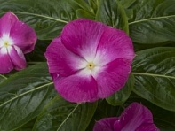 Катарантус розовый (Cora XDR F1)