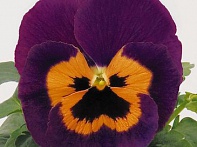 Виола виттрока