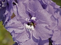 Дельфиниум гибридный (Benary's Pacific)