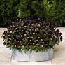 Виола рогатая (Viola cornuta)