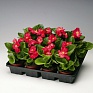 Бегония вечноцветущая (зеленая листва) (Begonia semperflorens)