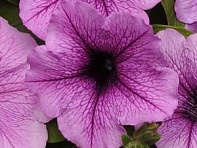 Петуния ампельная гибридная (Easy Wave F1)