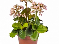 Бадан сердцелистный (Shoeshine)