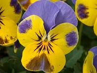 Виола рогатая (Sorbet Standart F1)