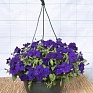 Петуния ампельная гибридная (Petunia x hybrida)