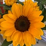 Подсолнечник летний (Helianthus annuus)