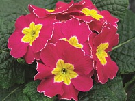 Примула бесстебельная (Orion F1)