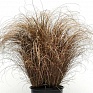 Осока власовидная (Carex comans)