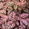 Гипоэстес листоколосниковый (Hypoestes phyllostachya)