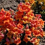 Львиный зев (Антирринум) махровый (Antirrhinum majus)
