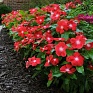 Катарантус розовый (Vinca rosea)
