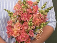 Львиный зев (Антирринум) махровый (Madame Butterfly F1)