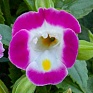 Торения Фурнье (Torenia fournieri)