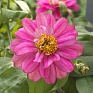 Цинния изящная (Zinnia elegans)