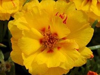 Портулак крупноцветковый (Happy Hour)