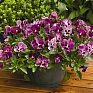 Виола Виттрока ампельная (Viola wittrockiana)