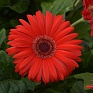 Гербера Джеймсона (Gerbera jemesonii)