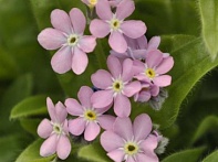 Незабудка лесная