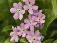 Незабудка лесная (Mon Amie)