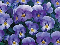 Виола рогатая (Floral Power F1)