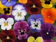 Виола рогатая (Sorbet XP F1) Виола рогатая (Sorbet XP F1)