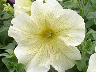 Петуния крупноцветковая (Prism F1)