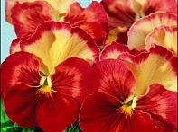 Виола Виттрока