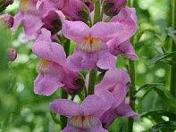 Львиный зев (Антирринум) большой (Rocket F1)