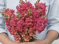 Львиный зев (Антирринум) махровый (Madame Butterfly F1)