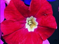 Петуния крупноцветковая (Donna F1)