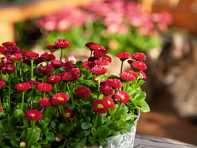 Маргаритка многолетняя (Speedstar Plus)