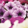 Петуния многоцветковая (Petunia multiflora)