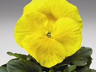 Виола Виттрока