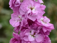 Левкой седой (Column) Левкой седой (Column)