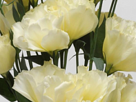 Лизиантус (Эустома) крупноцветковый (ABC F1)