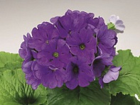 Примула обратноконическая (Libre F1)