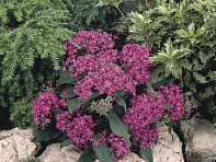 Пентас ланцетовидный (Graffiti F1)