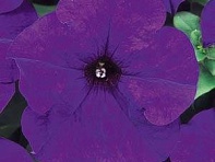 Петуния крупноцветковая (Dreams F1)