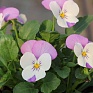 Виола рогатая (Viola cornuta)