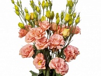 Лизиантус (Эустома) крупноцветковый (Peach Revelation F1)