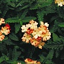 Вербена гибридная (Verbena hybrida)