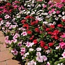Катарантус розовый (Vinca rosea)