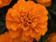 Бархатцы отклоненные (Bonanza)