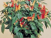 Перец летний (Red Missile)